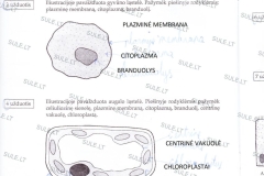 02_sep_klase_biologija_pratybu_sasiuvinis_01dalis6