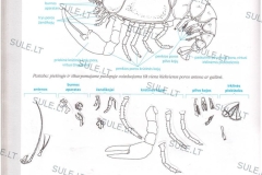 26_7_klase_biologija_bios_7_1dalis_copy_