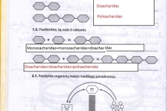 08_9klase_biologija_pazink_gyvybe_2dalis_