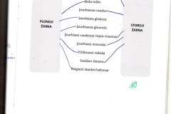 23_9klase_biologija_pazink_gyvybe_2dalis_