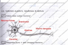 biologija9kl2dalis-18