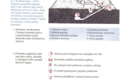 istorija7kl1dalis-30